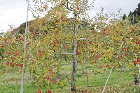 葉をあまり摘まないちば農園のリンゴの木