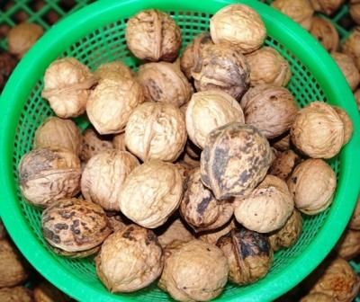 H30年信州産樫くるみ（かしくるみ）500g 400円 - N.S.Nature