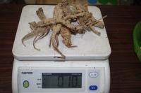 ツル人参（蔓人参）焼酎付けに10g～ - N.S.Nature（エヌエス