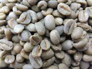 エチオピア・グジ　ゲイシャ　ゲレナ農園 - コーヒー豆の通販なら自家焙煎珈琲工房まめぞう