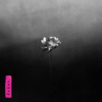 Little Simz : Lotus (LP)