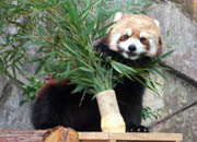 野毛山動物園のレッサーパンダ