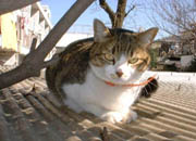 世田谷の住宅街で見かけた猫