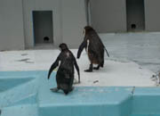 野毛山動物園のフンボルトペンギン