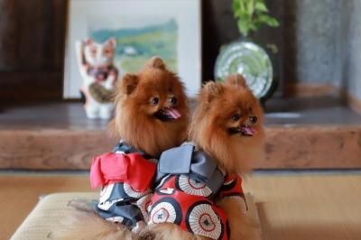 犬服♡犬浴衣②♡バレッタ②むぎ♡ ペット服犬服の浴衣オーダーメイド番傘浴衣2色（レッド・グレー