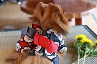 犬服♡犬浴衣②♡バレッタ②むぎ♡ ペット服犬服の浴衣オーダーメイド番傘浴衣2色（レッド・グレー