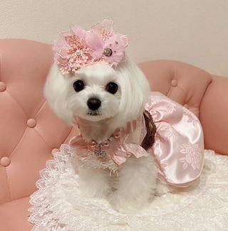犬服のフェアリーピンクドレスFairyPink - オーダーメイドペットウェアＳＡＣＨＩ