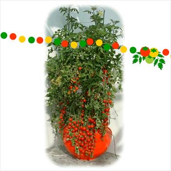 ホームハイポニカ601ミニトマト栽培事例