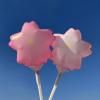 ´ȼˡѺХ롼SAKURA10
