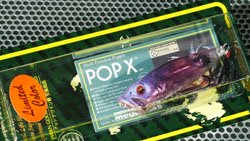 POP-X (SP-C) SS VIOLET