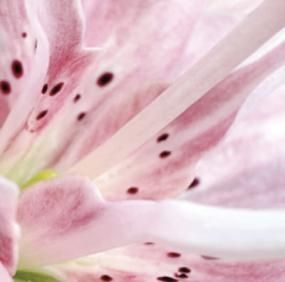 Taiga Tokunaga - Fleur [ͽ]