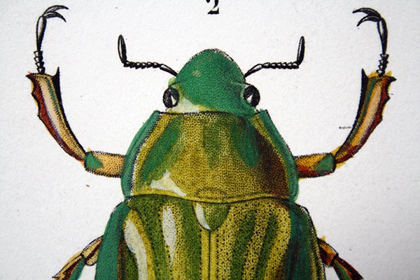 博物画　「昆虫」[ 鞘翅類]　1849年 フランス - アンティーク楽譜や、フランスアンティーク、ヨーロッパ紙ものの通販 【アンサンブル・アンティーク】