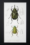 博物画　「昆虫」[ 鞘翅類]　1849年 フランス