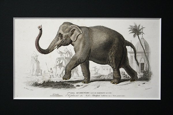 博物画　「インド象」　1849年 フランス - アンティーク楽譜や、フランスアンティーク、ヨーロッパ紙ものの通販 【アンサンブル・アンティーク】