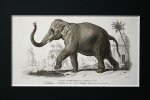 博物画　「インド象」　1849年 フランス