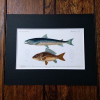 博物画　「鮭と鯉」　1849年 フランス
