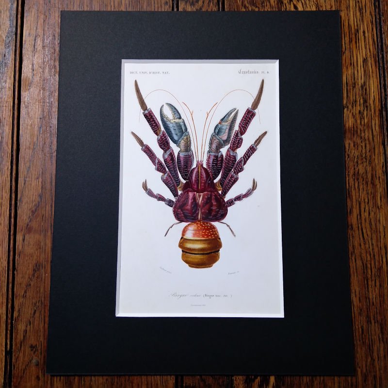 博物画　「甲殻類　ヤシガニ」　1849年　フランス - アンティーク楽譜や、フランスアンティーク、ヨーロッパ紙ものの通販 【アンサンブル・アンティーク】