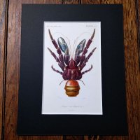博物画　「甲殻類　ヤシガニ」　1849年　フランス