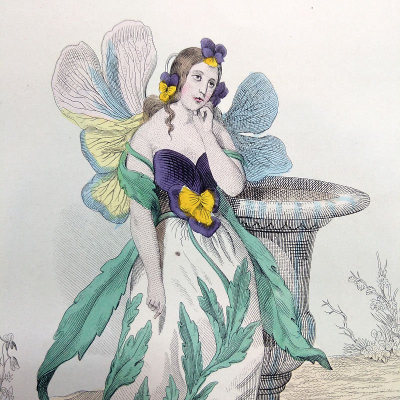 J.J.グランヴィル 「すみれ」 『花の幻想』より 1867年 - アンティーク
