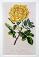 ボタニカル　'ペルシャ黄 バラ'　ベルギー 1850年