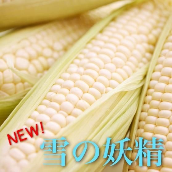 真っ白なとうもろこし雪の妖精約10本 朝採り新鮮 送料無料