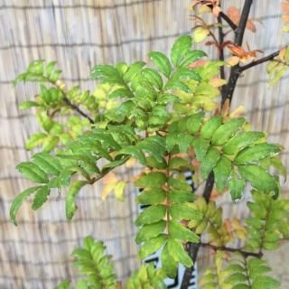 ܥ  īҤ󤷤礦 13.5cmݥå 󥷥祦  󤷤礦