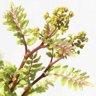 ܥ  ֤󤷤礦 15cmݥå 󥷥祦  󤷤礦