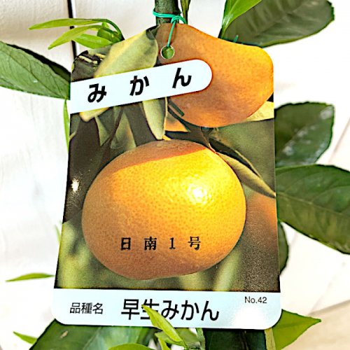 みかん 苗木 日南1号 13.5cmポット苗 にちなん1ごう ミカン 苗 蜜柑-ブルーベリーやクリスマスローズなど苗の通信販売はぐりーんべりぃ