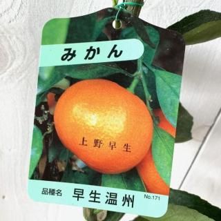 ߤ   13.5cmݥå Τ碌 ߥ  ̪