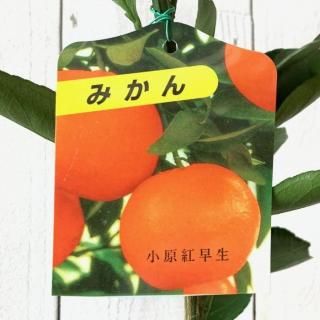 ߤ   13.5cmݥå Ф٤ˤ碌 ߥ  ̪
