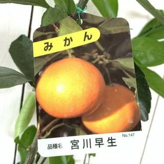ߤ   13.5cmݥå ߤ䤬碌 ߥ  ̪