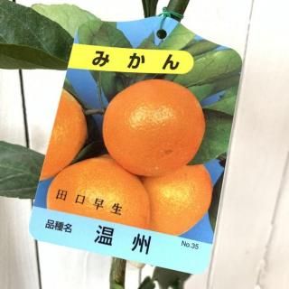 ߤ  ĸ 13.5cmݥå 碌 ߥ  ̪