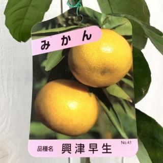 ߤ   13.5cmݥå Ĥ碌 ߥ  ̪