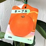 オレンジ 苗木 ネーブル 13.5cmポット苗 オレンジ 苗