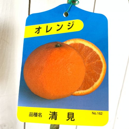 清見オレンジ 苗木