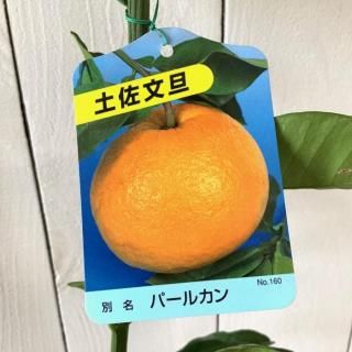 ʸö ܤ  ںʸö 13.5cmݥå ѡ륫 ֥󥿥 ܥ 