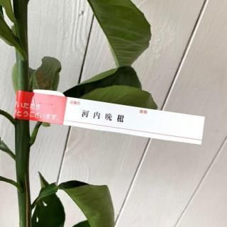 ʸö ܤ  մ 13.5cmݥå Ф󤫤 ֥󥿥 ܥ 