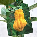 香酸柑橘 苗木 仏手柑 13.5cmポット苗 ぶっしゅかん 香酸柑橘 苗