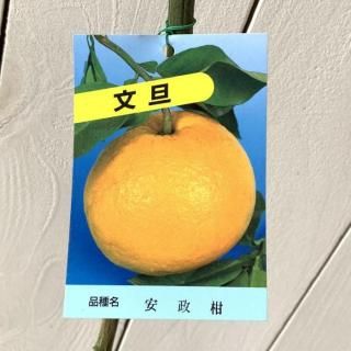 ʸö ܤ   13.5cmݥå 󤻤 ֥󥿥 ܥ 