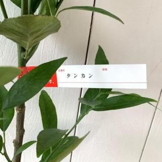 󥫥  󤫤 13.5cmݥå û 