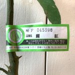 オレンジ 苗木 麗紅 (PVP) 13.5cmポット苗 れいこう オレンジ 苗 登録品種