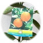 柑橘 苗木 橘 15cmポット苗 たちばな かんきつ 苗 カンキツ