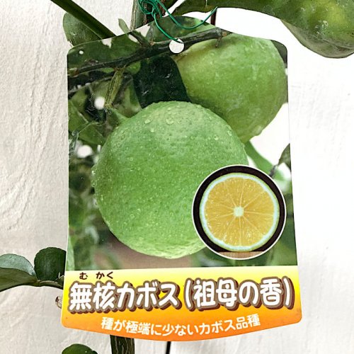 香酸柑橘 苗木 種なしカボス 15cmポット苗 祖母の香 無核カボス 香酸 
