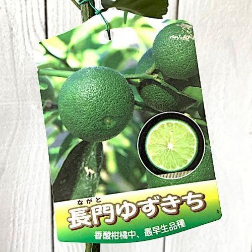 ゆず 苗木 長門ユズキチ 15cmポット苗 ながとゆずきち ユズ 苗 柚子 ブルーベリーやクリスマスローズなど苗の通信販売はぐりーんべりぃ ゆず 苗木 長門ユズキチ 15cmポット苗 ながとゆずきち ユズ 苗 柚子 ブルーベリーやクリスマスローズなど苗の通信販売はぐりーんべりぃ