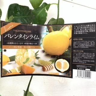 饤  Х󥿥饤 15cmݥå 饤 