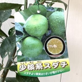 香酸柑橘 苗木 少核系スダチ 15cmポット苗 香酸柑橘 苗