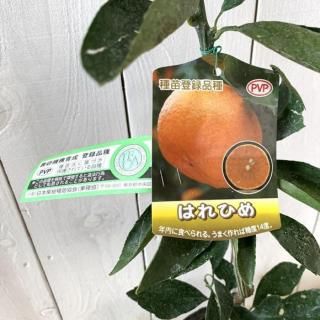 ߤ  ɱ 15cmݥå ϤҤ ߥ  ̪