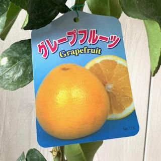 졼ץե롼  ޡ 13.5cmݥå 졼ץե롼 