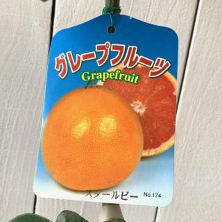 졼ץե롼  ӡ 13.5cmݥå 졼ץե롼 