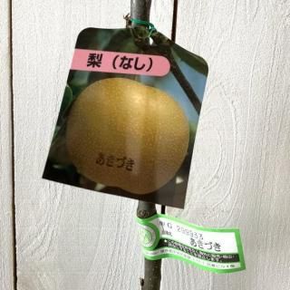   Ť (PVP) 12cmݥå ʤ  ʥ Ͽʼ